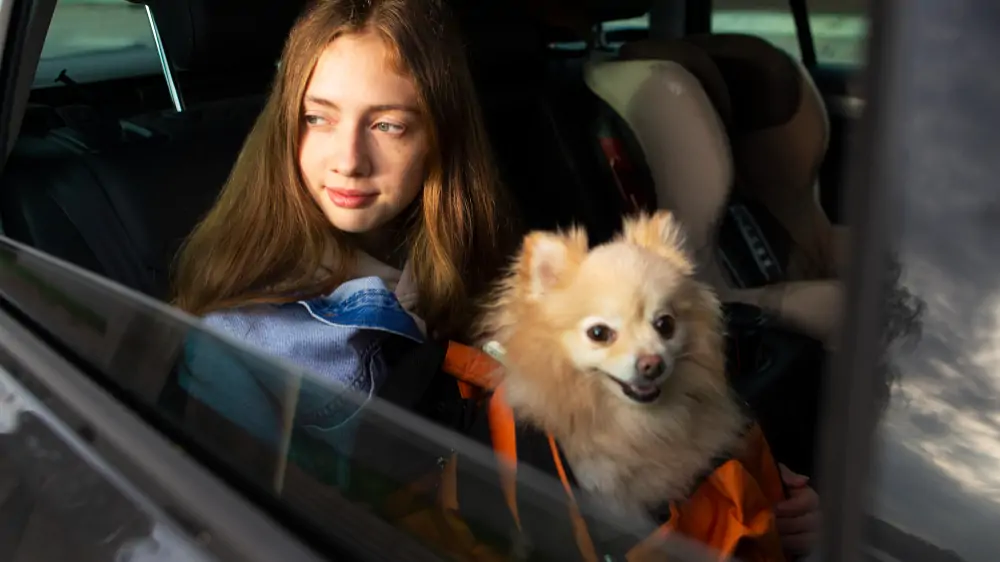 Pet-Friendly Airport Limo Service in Toronto